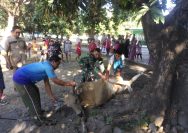 Idul Adha 1444 H/2023 M, Kodim 1607/Sumbawa Melakukan Penyembelihan 5 Ekor Hewan