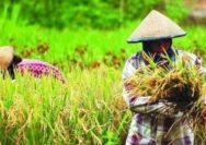 Dua Kabupaten Ini Sumbang Produksi Padi Terbesar di Sumsel