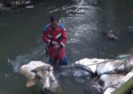 Sapi Berbobot 350 Kg Mengamuk sampai Kecebur Kali Cipinang