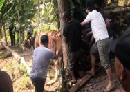 Diseruduk Sapi Ngamuk, Dua Warga Terluka