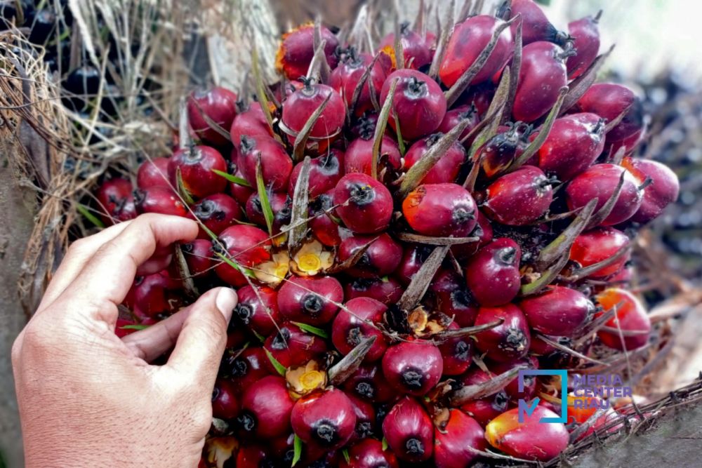 kelapa sawit mitra plasma di riau d