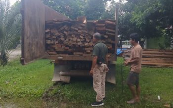 Hutan Lindung TNBT Terancam, Pelaku Nekat Tebang Pohon