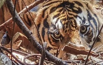 Konflik Manusia dengan Harimau di Riau: Ancaman Nyata dari Deforestasi