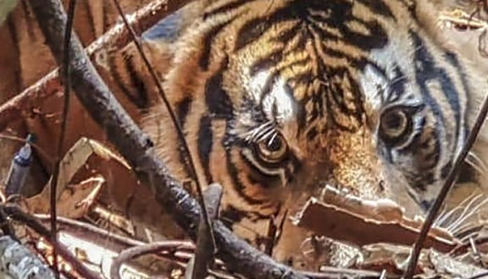 Konflik Manusia dengan Harimau di Riau: Ancaman Nyata dari Deforestasi