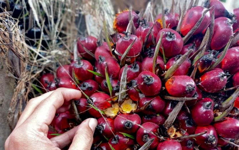 Harga CPO dan Kernel di Riau Naik