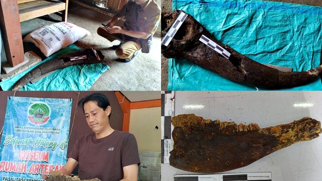 Fosil Tanduk Kerbau Purba Diperkirakan Berusia 250.000 Tahun Diselamatkan Tim Teknis Dinporabudpar Blora