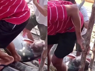 Heboh Ikan Patin Kuning Raksasa Berbobot 45 Kg di Sungai Mahakam