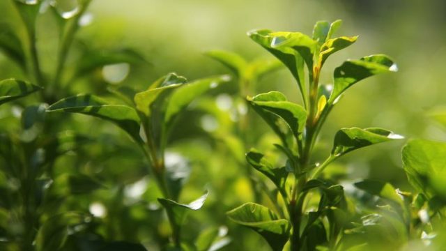 Matcha vs Teh Hijau: Mana yang Ampuh untuk Turunkan BB dan Kolesterol?