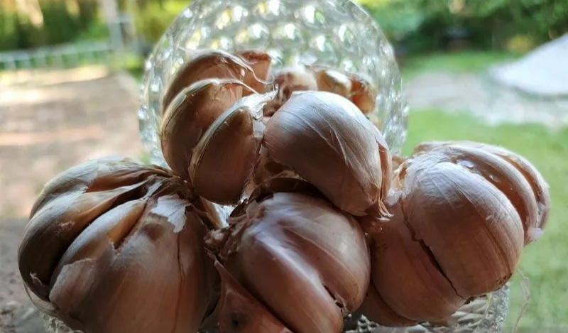 Ekstrak Bawang Putih Bisa Jadi Alternatif Obat Kumur anti kuman