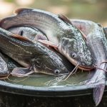 Cara Menghilangkan Bau Tanah pada Ikan Lele agar Tidak Amis, Dijamin Lebih Gurih