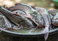 Cara Menghilangkan Bau Tanah pada Ikan Lele agar Tidak Amis, Dijamin Lebih Gurih