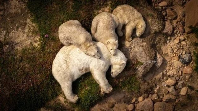 Beruang Kutub Tidur hingga 18 Jam Sehari Saat Musim Panas, Ini Alasan Ilmiahnya