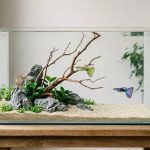 Ide Aquascape untuk Pemula yang Minim Tanaman, Tetap Cantik dan Mudah Dirawat