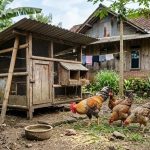 Cara Memelihara Ayam Kampung agar Tetap Sehat dan Terhindar dari Penyakit