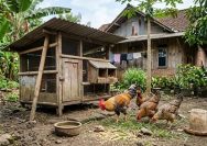 Cara Memelihara Ayam Kampung agar Tetap Sehat dan Terhindar dari Penyakit
