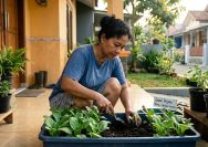Cara Menanam Sawi Hijau di Wadah Dangkal, Solusi Praktis Berkebun di Teras Rumah