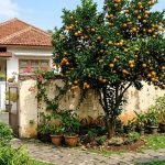 7 Pohon Buah Pendek untuk Taman Rumah Kecil, Praktis dan Tetap Bisa Panen