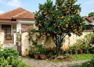 7 Pohon Buah Pendek untuk Taman Rumah Kecil, Praktis dan Tetap Bisa Panen