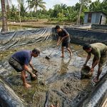 Cara Membersihkan Kolam Lele Terpal agar Bersih dan Siap Dipakai untuk Budidaya