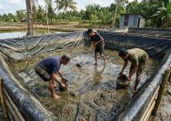 Cara Membersihkan Kolam Lele Terpal agar Bersih dan Siap Dipakai untuk Budidaya