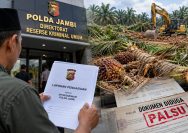 Dugaan Sawit Dirusak di Lahan HGU, Ketua Koperasi OGMI Laporkan Persoalan ke Polda Jambi