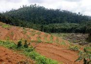 Pembukaan Lahan Tanpa Bakar Jadi Solusi Cegah Karhutla, Ini Cara Aman Menyiapkan Lahan