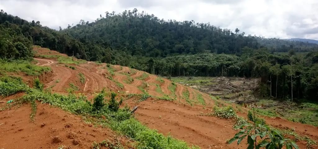 Pembukaan Lahan Tanpa Bakar Jadi Solusi Cegah Karhutla, Ini Cara Aman Menyiapkan Lahan